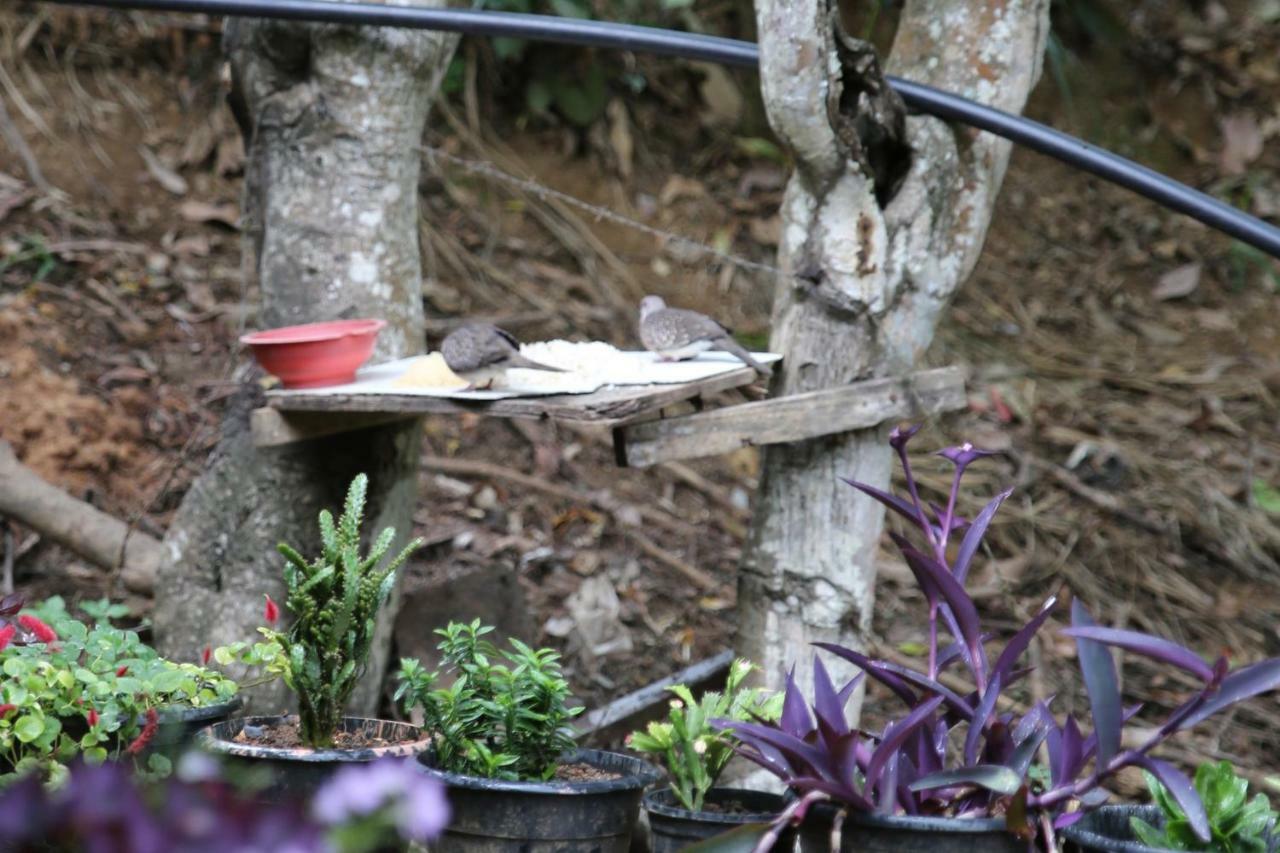 Secret Nest Homestay Ella Luaran gambar