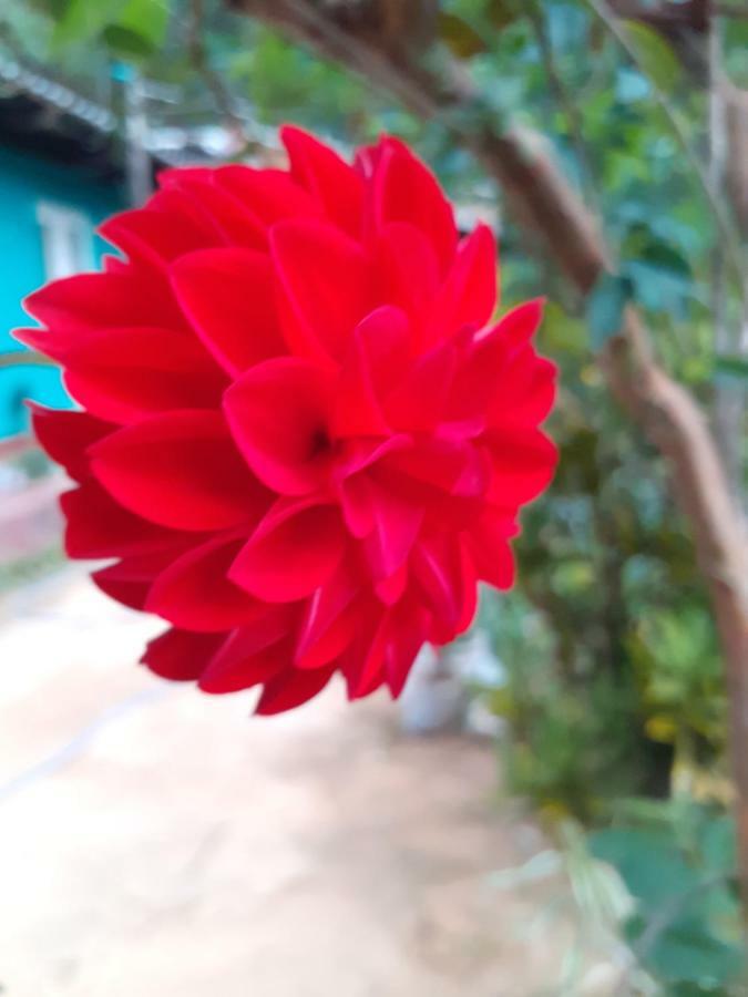 Secret Nest Homestay Ella Luaran gambar