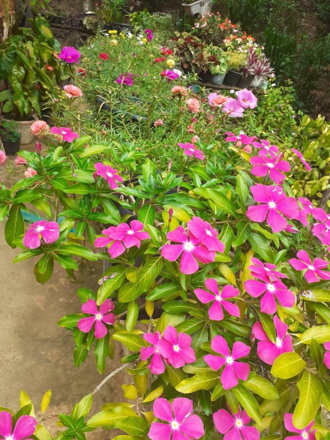 Secret Nest Homestay Ella Luaran gambar