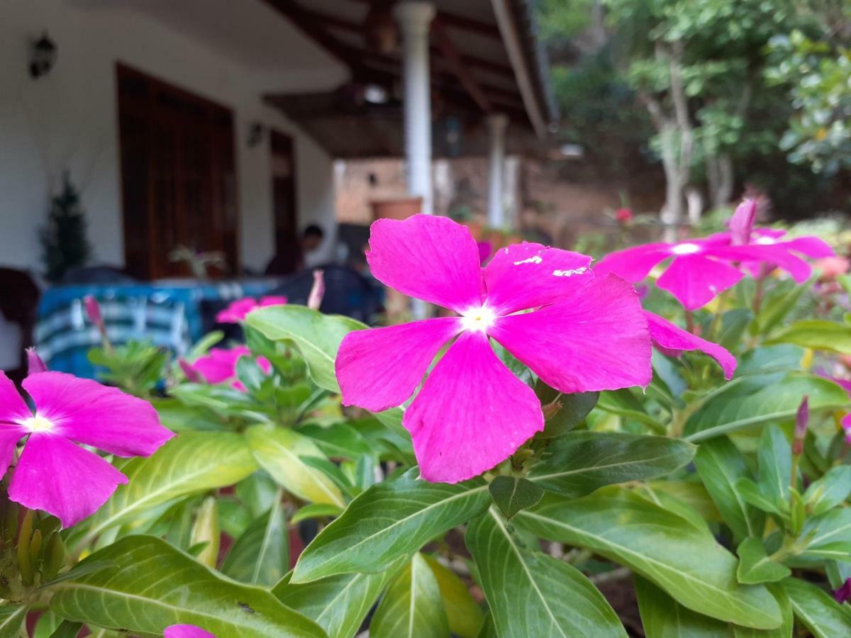 Secret Nest Homestay Ella Luaran gambar